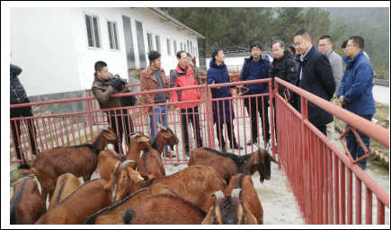 肉羊遗传资源岗位参加省农业农村厅组织的巴中市南江黄羊产业发展调研工作2019.1.1757.png
