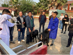 11-10 四川肉羊创新团队组织专家赴荣县开展技术培训335.png