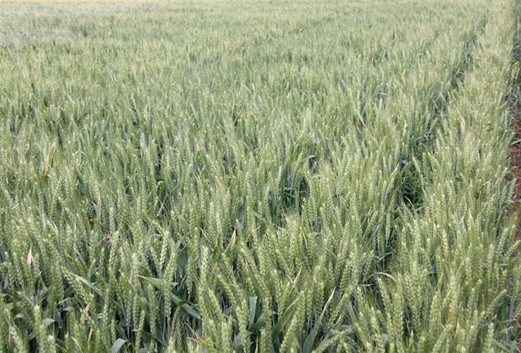 1660119034646037967.jpg 6-2.jpg