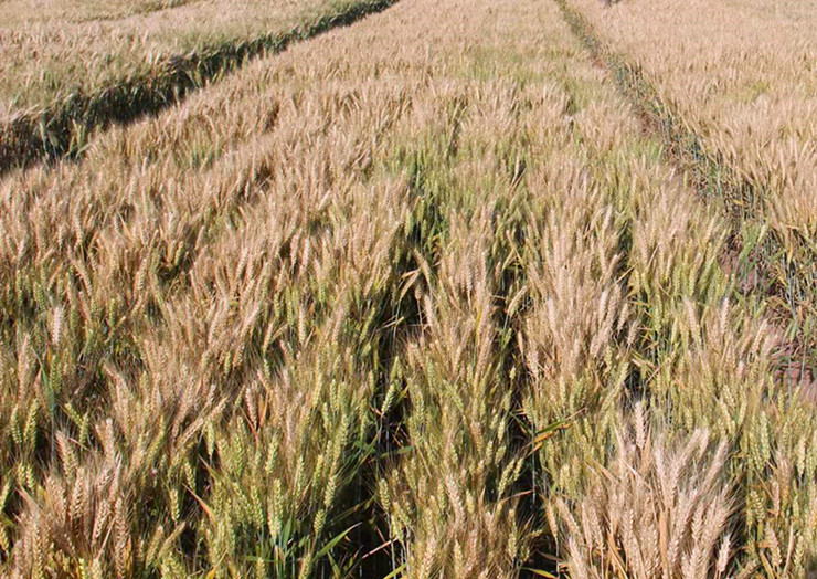 1660119075577026143.jpg 6-3.jpg