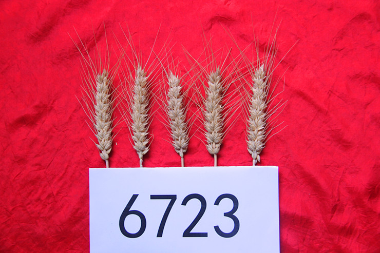 1660119094220045122.jpg 6-4.jpg