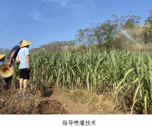 甘蔗 8-29.png