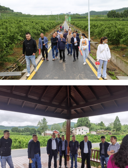 绿肥 9-26.png