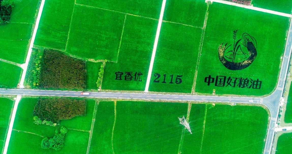 1664529746860039203.jpg 黄1.jpg