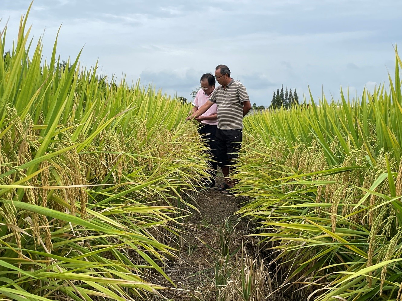 1664529775642098338.jpg 黄3.jpg