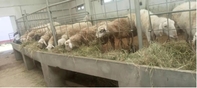 1665306789969057101.png 20220930藏区肉羊良种繁育与示范推广岗位--藏绵羊高效养殖调研及育肥生长发育测定第11期350.png