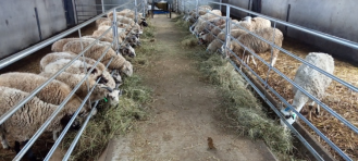 1665306809361048792.png 20220930藏区肉羊良种繁育与示范推广岗位--藏绵羊高效养殖调研及育肥生长发育测定第11期374.png