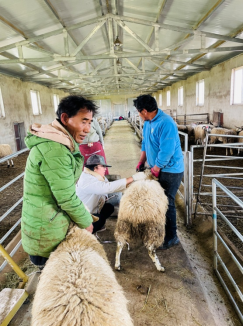 1665306826838062748.png 20220930藏区肉羊良种繁育与示范推广岗位--藏绵羊高效养殖调研及育肥生长发育测定第11期390.png