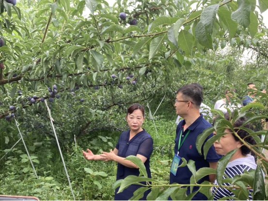 05 肉羊创新团队在屏山县、金堂县开展示范626.png