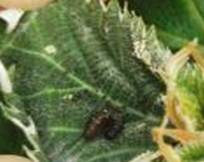 1681975289746078751.jpg image006.jpg