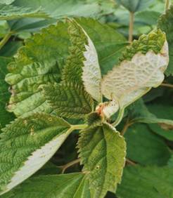 1681975322792026928.jpg image008.jpg