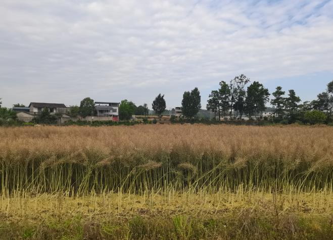 1683943964453012900.jpg 1683943923095005349.jpg