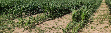 image012.gif