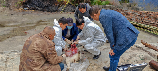 国家肉羊产业技术体系岗位专家尚佑军到绵阳考察、调研指导肉羊生产工作554.png