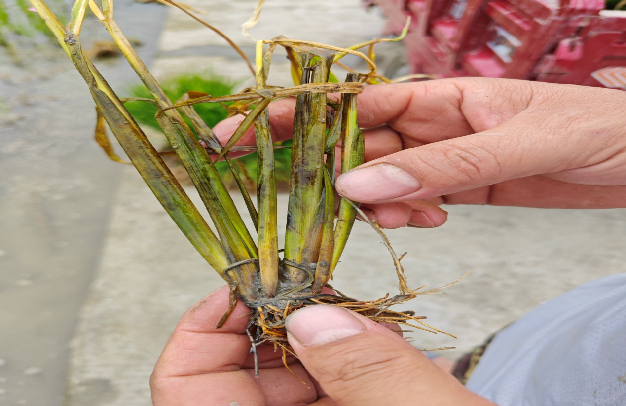 1749106043370039729.png 1749106043370039729.png