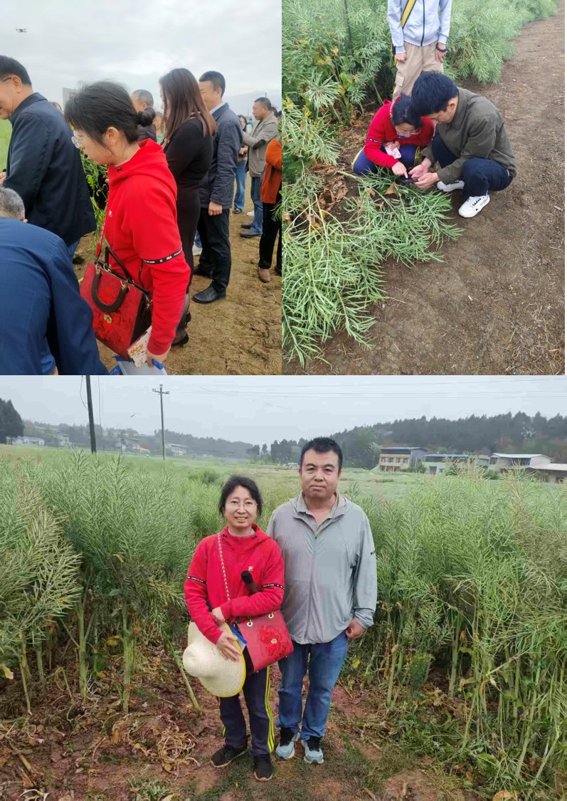 426 三台测产.jpg