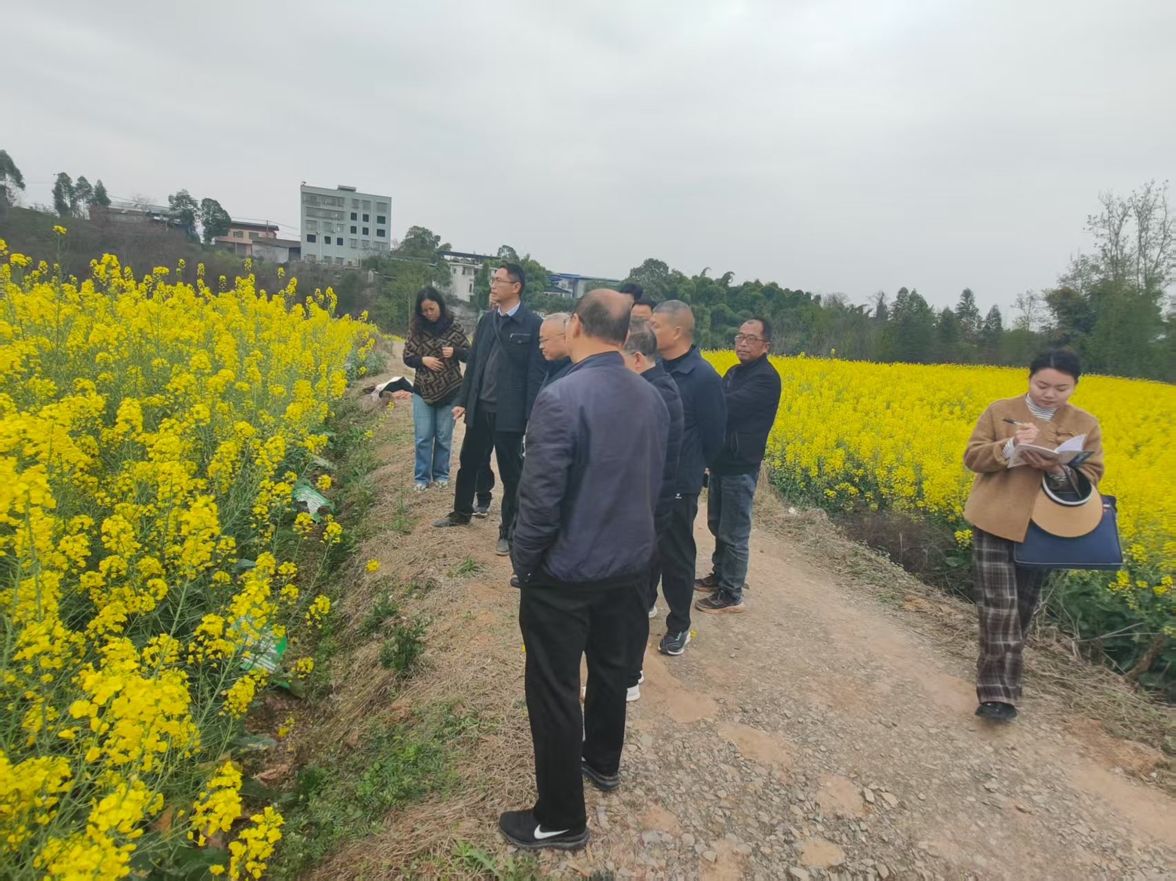 1773283289223080677.jpg 3-5仁寿县油菜花期考察.jpg