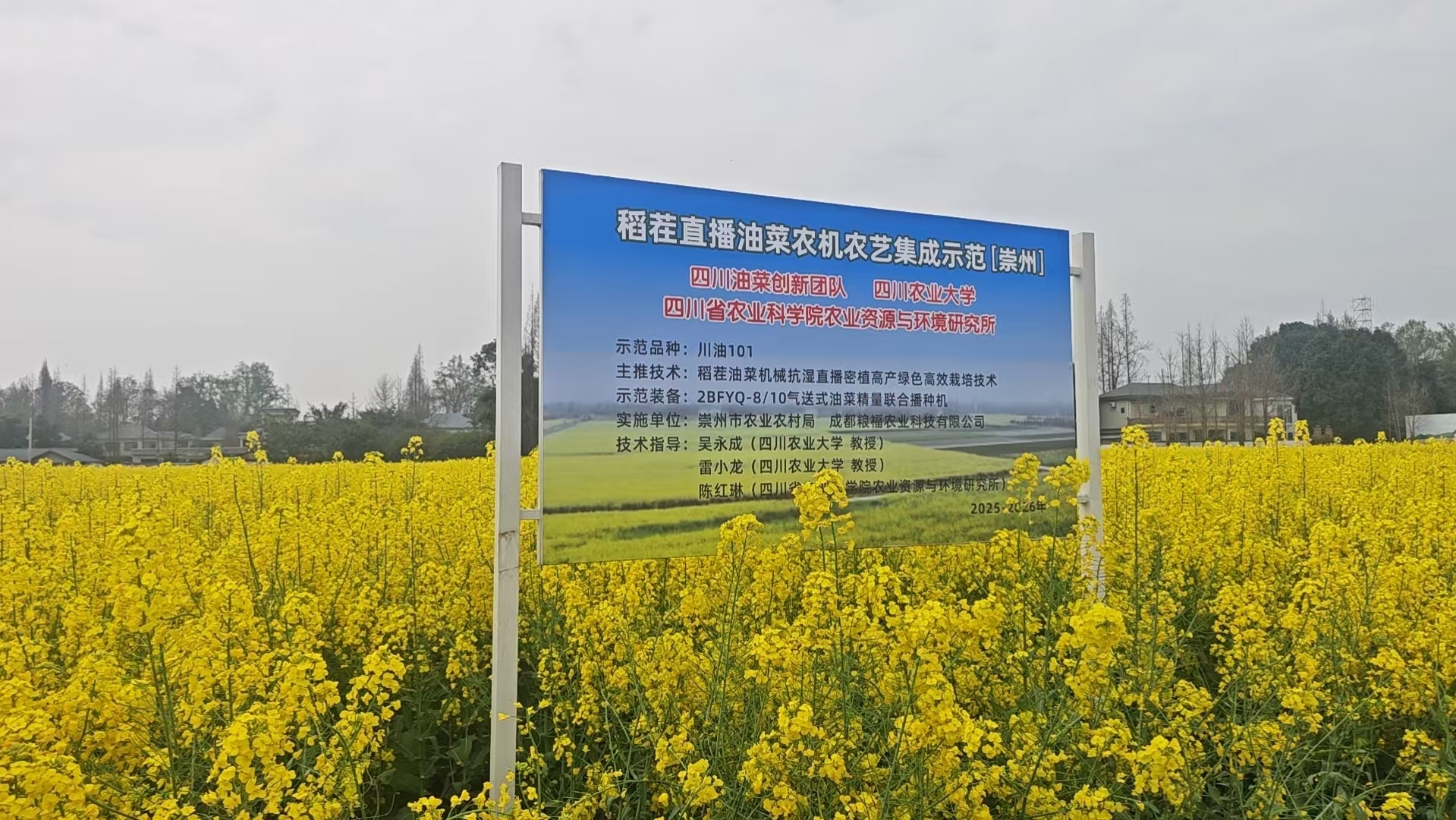 1773283405657026759.jpg 2026-3-6崇州市新华村油菜示范.jpg