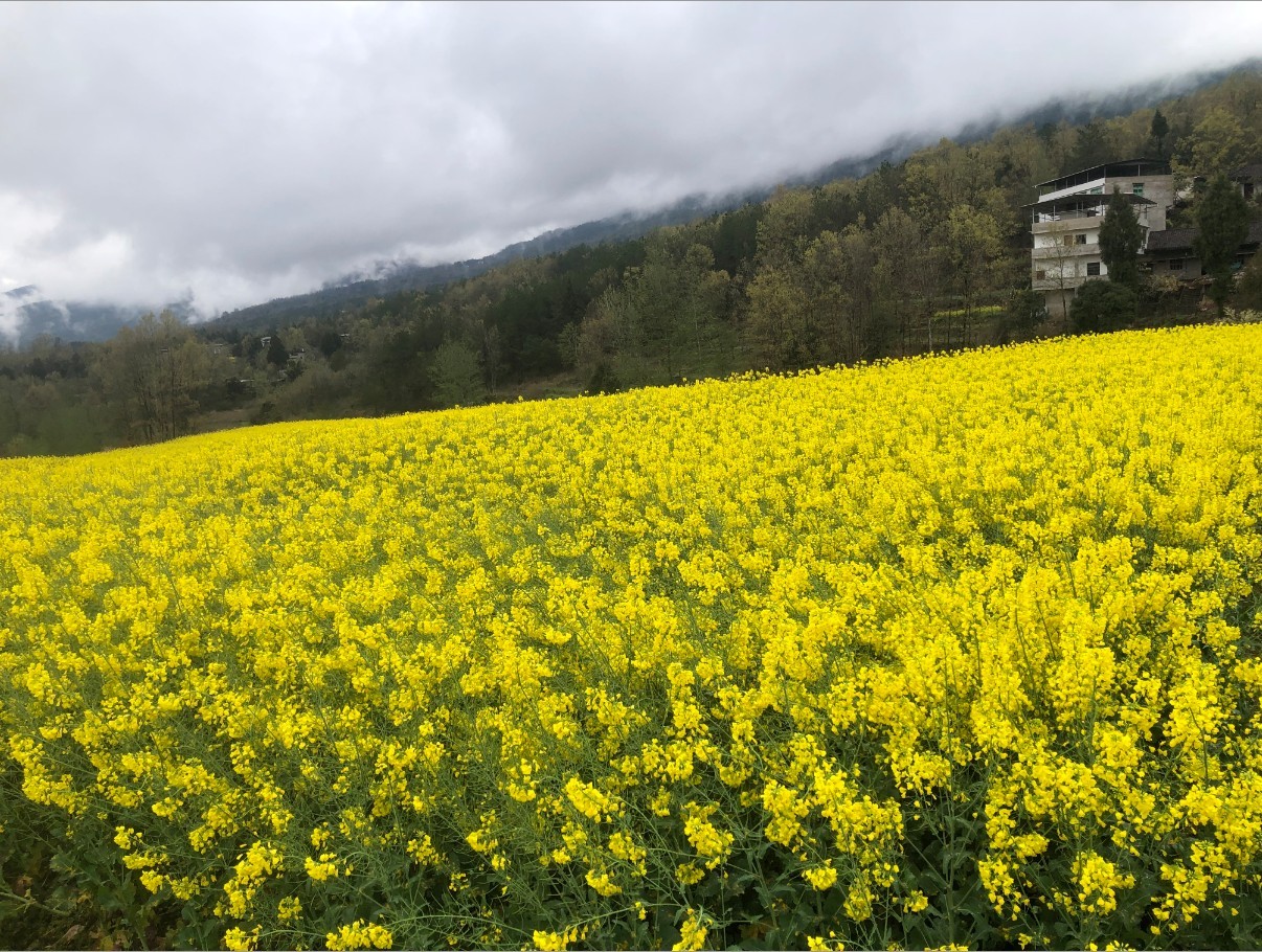 1774600392067055434.jpg 1774600392067055434.jpg