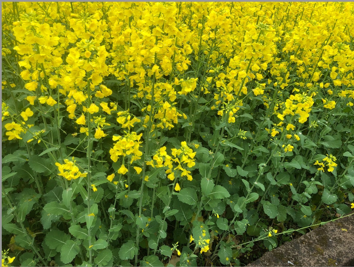 1774600392430036345.jpg 1774600392430036345.jpg