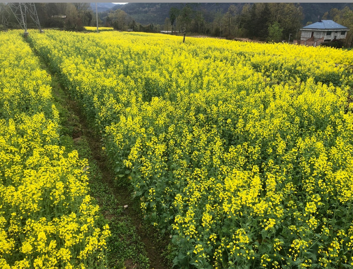 1774600392571091193.jpg 1774600392571091193.jpg