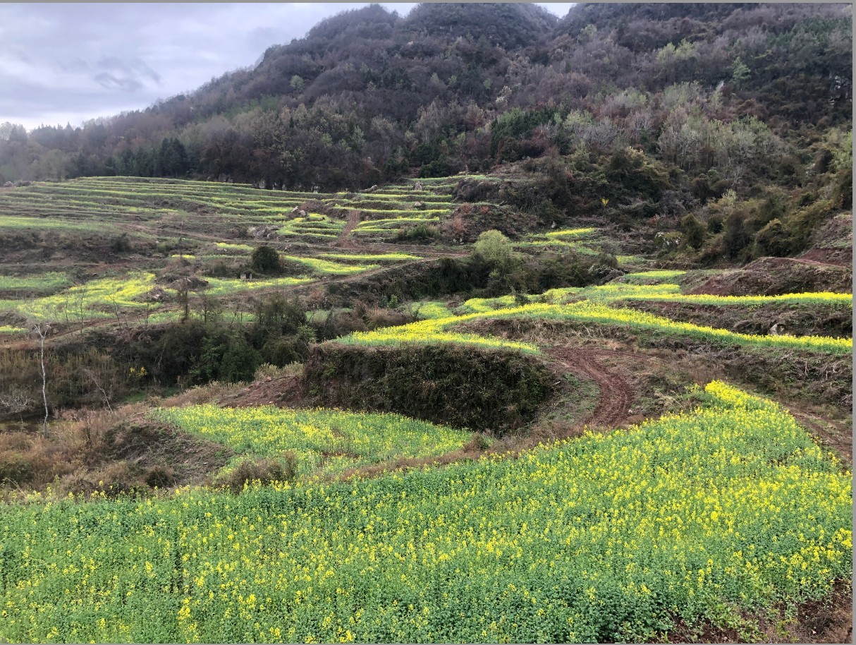 1774600392707049966.jpg 1774600392707049966.jpg